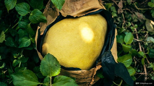 植物 柑橘类水果 生产 葡萄柚 水果 食品 美食摄影图片